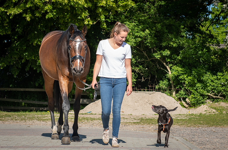 Osteopathie für Pferd und Hund