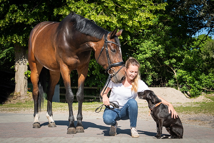 Osteopathie für Perd und Hund